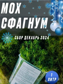 Мох сфагнум живой зеленый сбор 2024