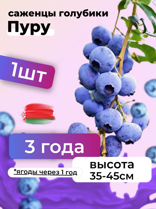 саженцы голубики садовой Саженцы голубики морозостойкие Пуру 3 года, Беларусь 1шт