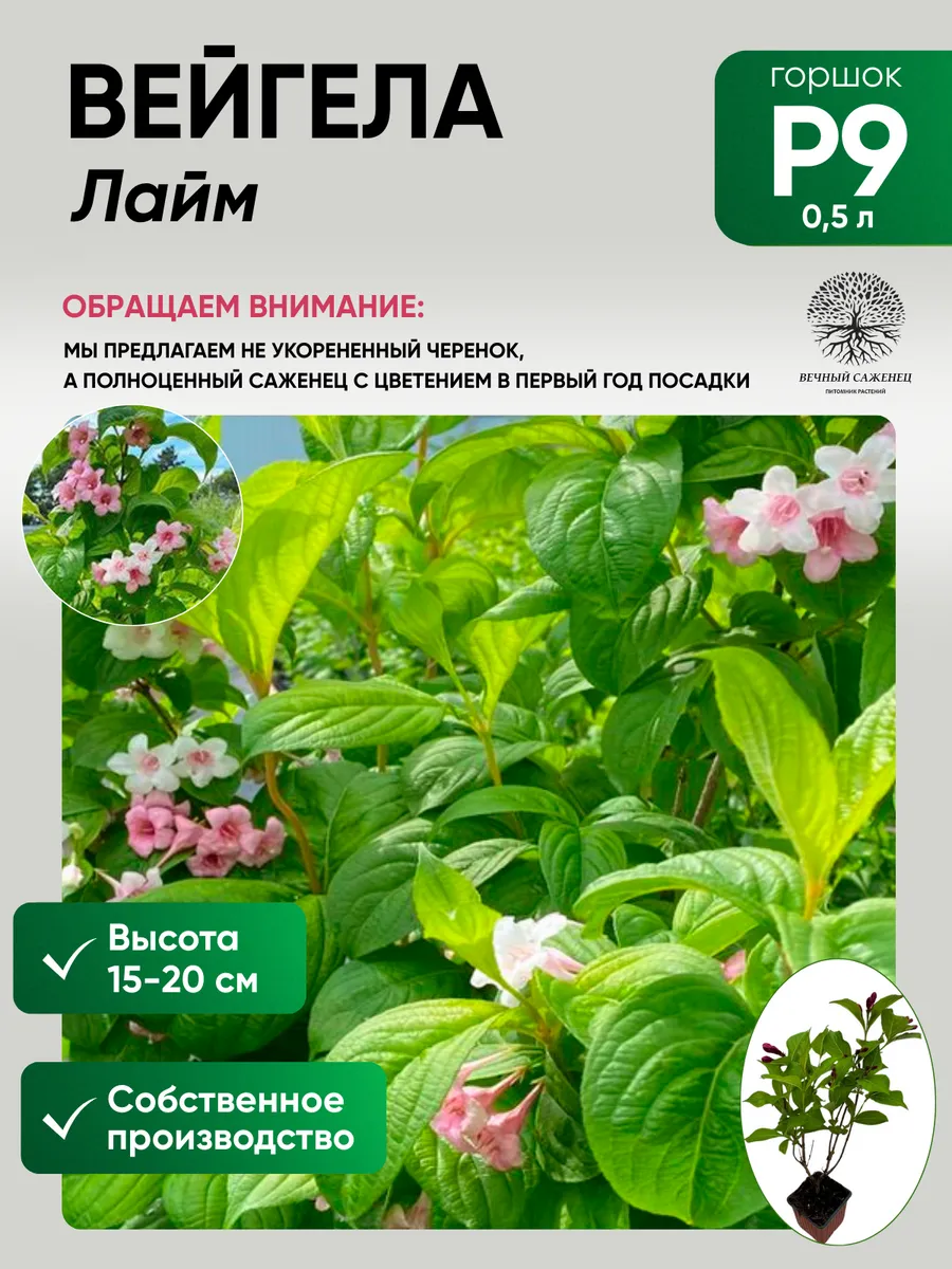 Вейгела Лайм Монстр