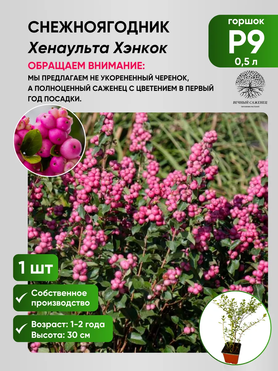 Снежноягодник Хенаульта Хэнкок