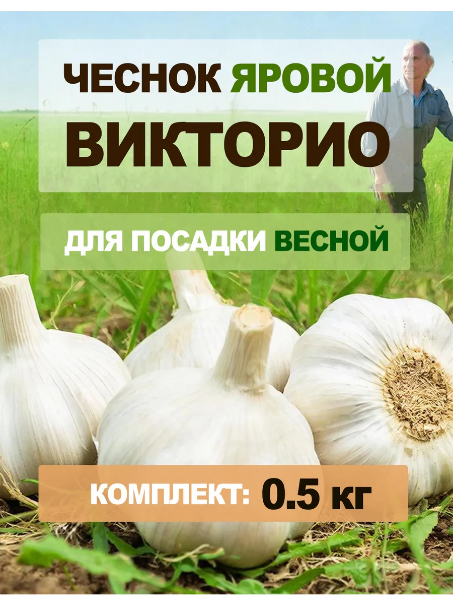 Чеснок Викторио агро культура качественное фото