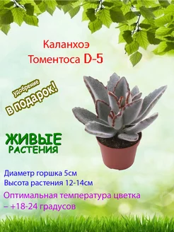 Каланхоэ Томентоса D-5 Это наш сад 233478763 купить за 847 ₽ в интернет‑магазине Wildberries