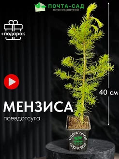 Псевдотсуга Мензиса саженец Р9