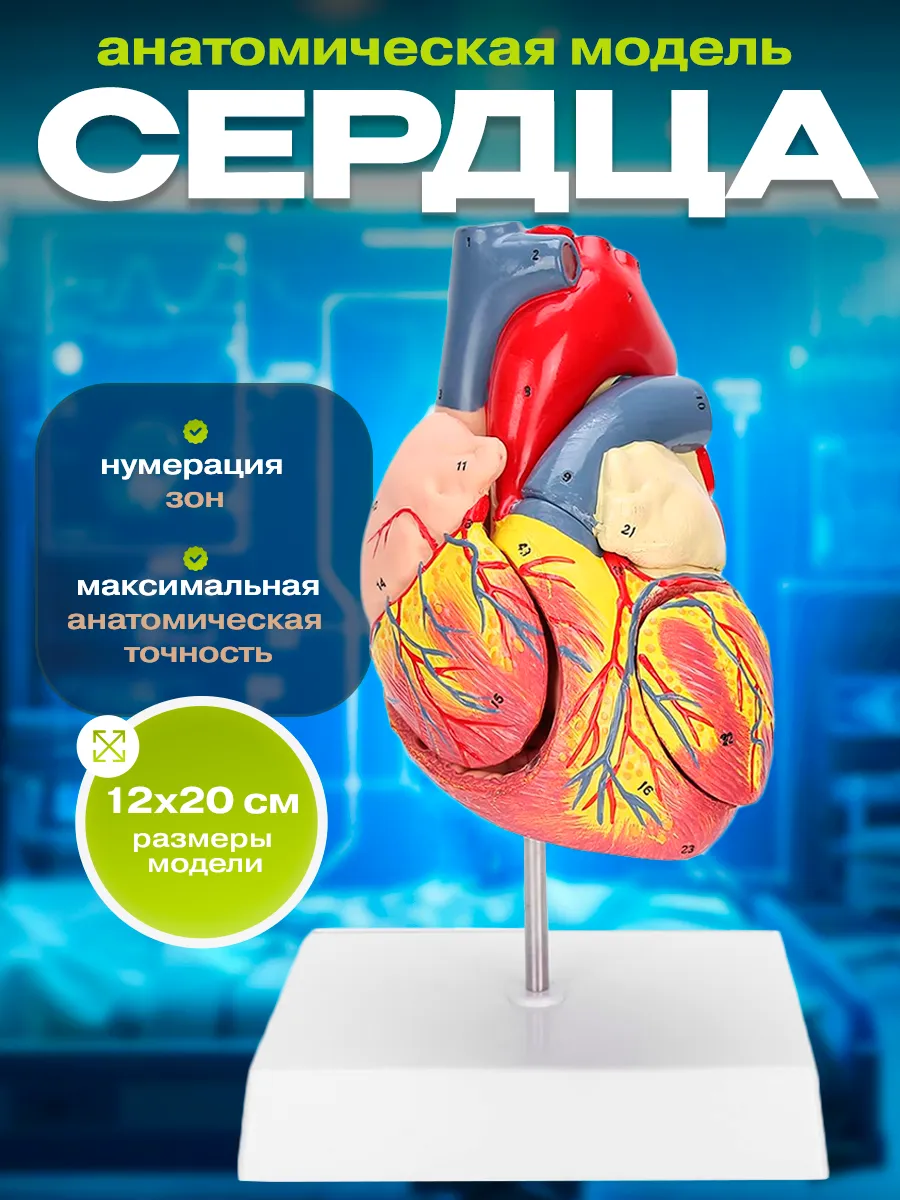 Макет сердца человека анатомическая модель