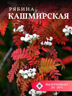 Рябина Кашмирская декоративная Солнечный Сад 233584133 купить за 502 ₽ в интернет-магазине Wildberries