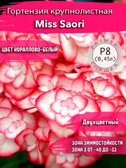 Гортензия крупнолистная Miss Saori Садовые Растения 233643268 купить за 336 ₽ в интернет-магазине Wildberries