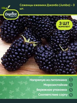 Саженцы ежевики Джамбо (Jumbo) - 3 шт Ежевика не ремонтантная 233674637 купить за 1 331 ₽ в интернет-магазине Wildberries