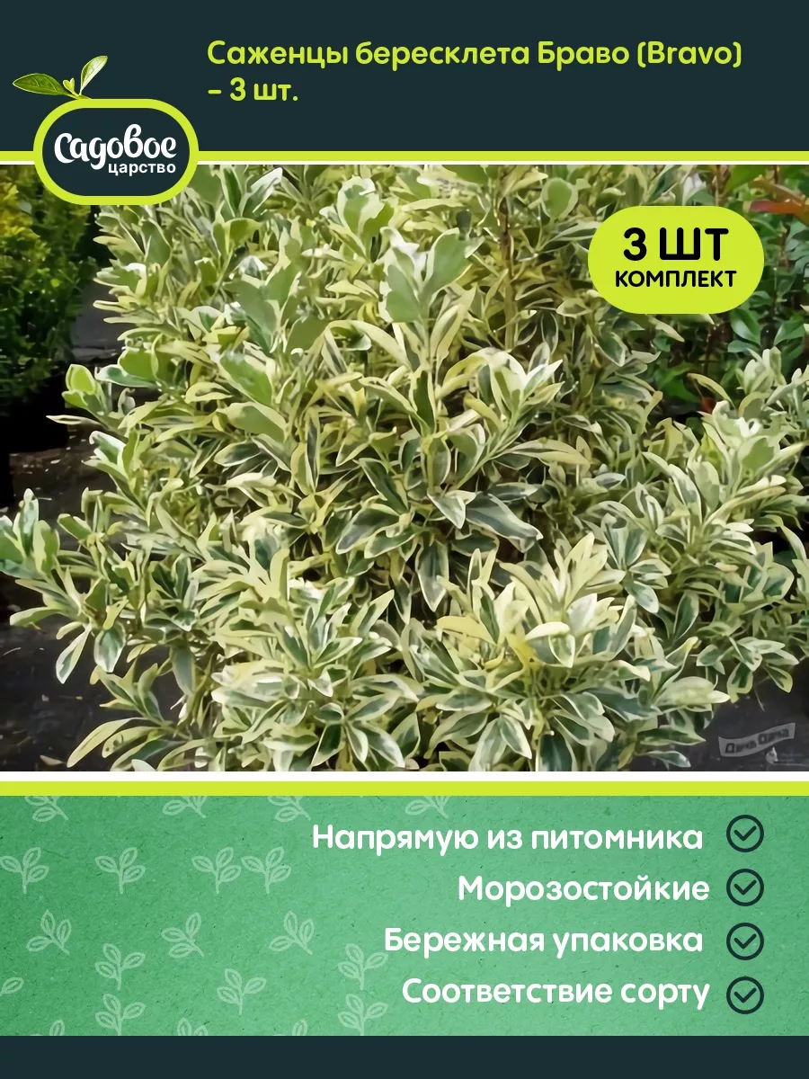 Саженцы бересклета Браво...