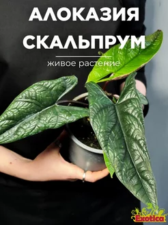 Алоказия Скальпрум (Alocasia Scalprum) D12см Exotica 233696202 купить за 2 805 ₽ в интернет-магазине Wildberries