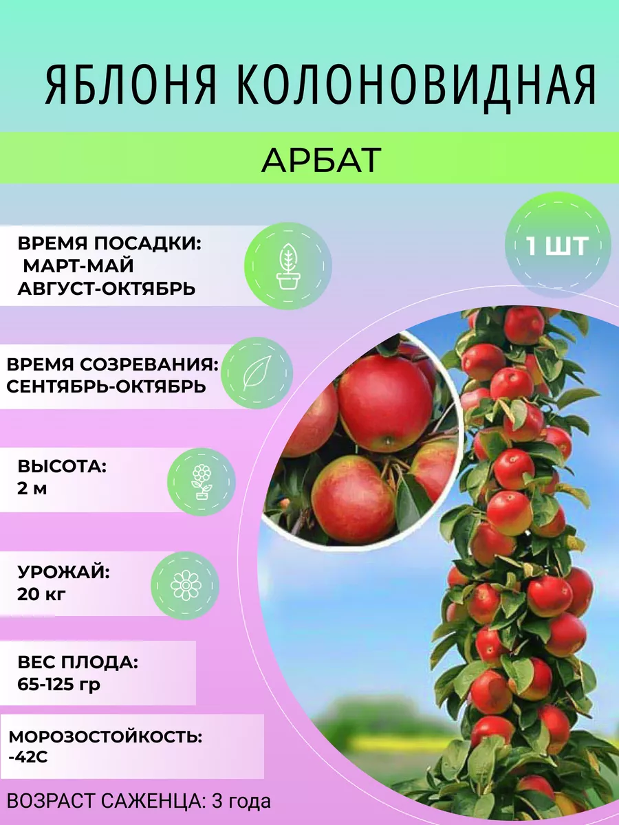 Яблоня колонновидная арбат. Колоновидные яблони арбат. Описание колоновидной яблони арбат. Яблоня колоновидная останкино. Описание колоновидной яблони арбат.