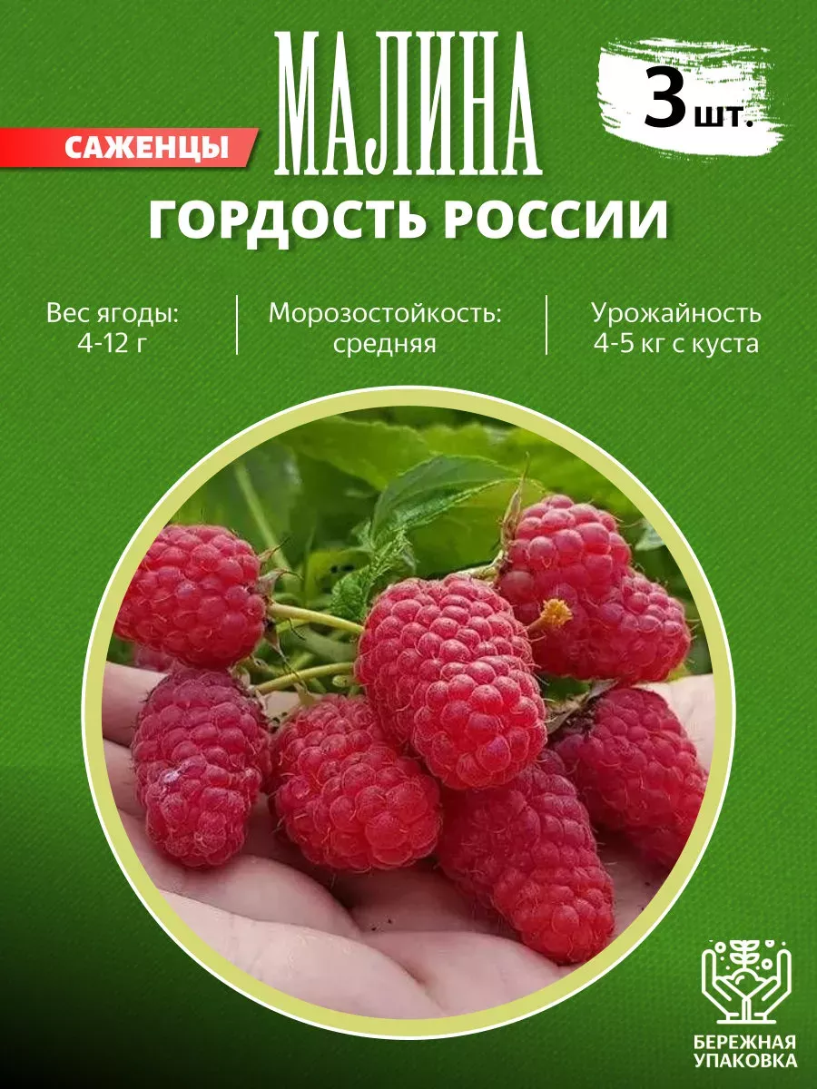 Саженец малины Гордость...