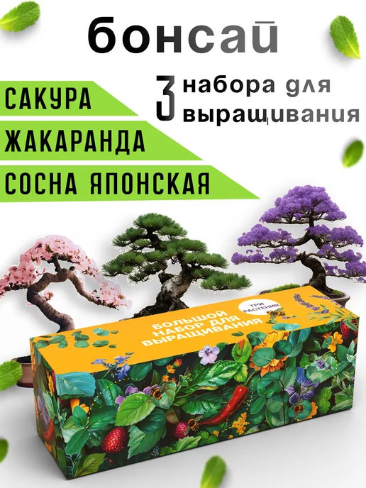 Plant Republic Набор для выращивания растений Бонсай Сосна Сакура Жакаранда