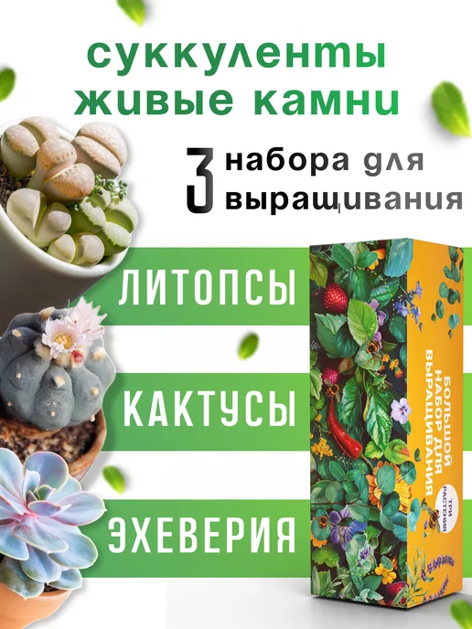 Plant Republic Набор для выращивания Суккуленты Кактусы Литопсы Эхеверия