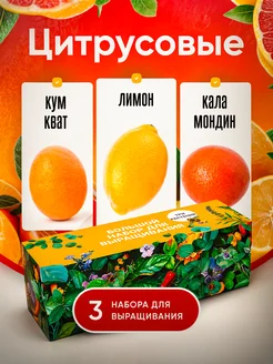 Набор для выращивания растений Кумкват Лимон Мандарин Plant Republic 233773718 купить за 761 ₽ в интернет-магазине Wildberries