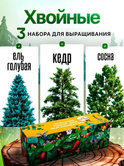 Набор для выращивания растений Хвойные Сосна Кедр Ель Plant Republic 233773721 купить за 696 ₽ в интернет-магазине Wildberries