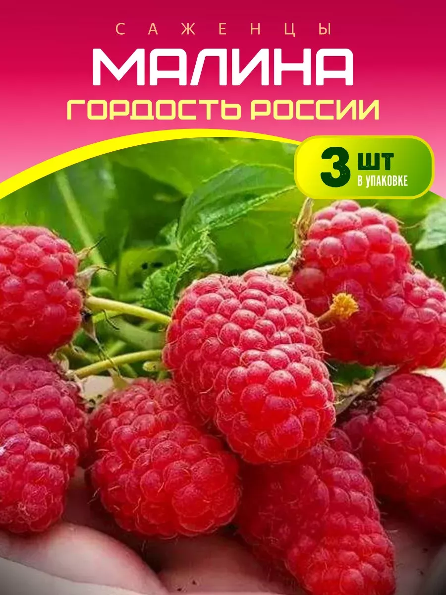 Саженцы малины Гордость...