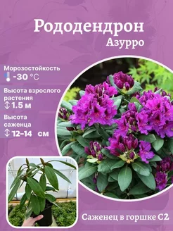 Рододендрон морозостойкий сорт Азурро