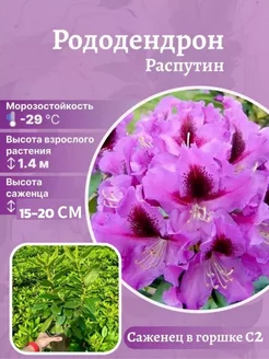 Рододендрон морозостойкий сорт Распутин