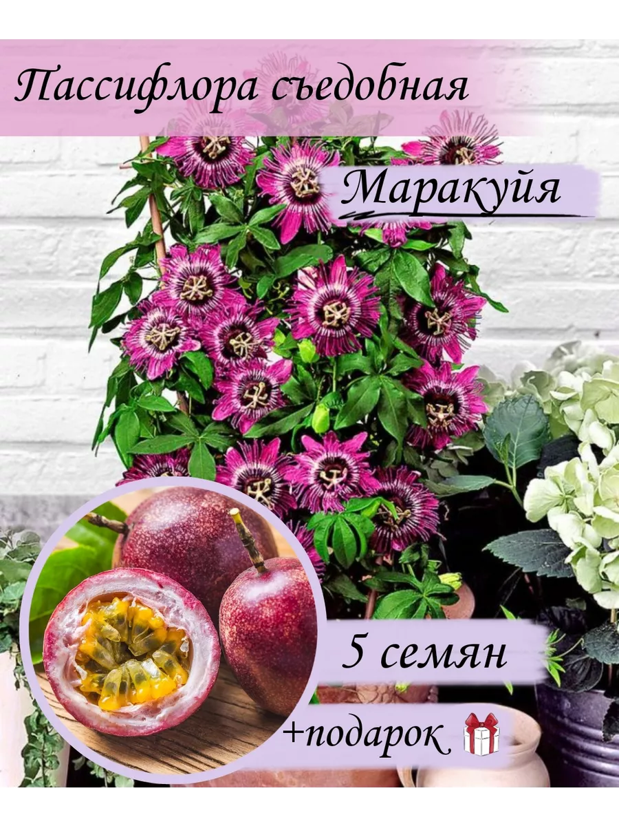 Пассифлора съедобная, лиана (маракуйя) 5 семян Крым Море 234047111 купить  за 140 ₽ в интернет-магазине Wildberries