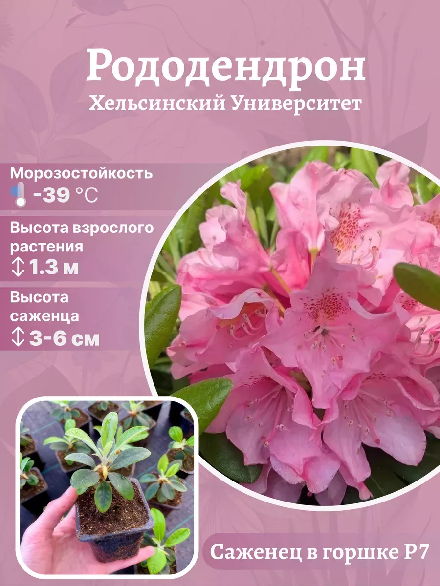 Рододендрон морозостойкий сорт Хельсинский университет