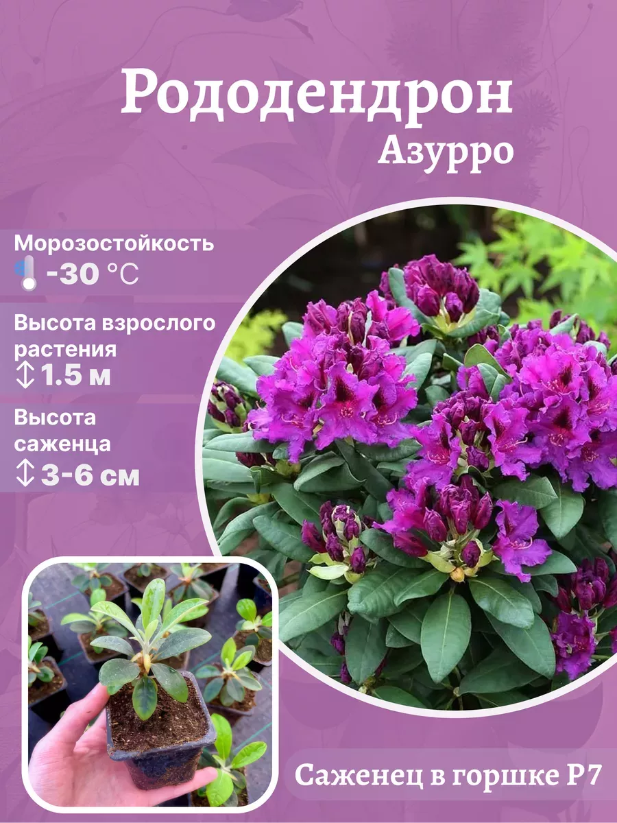 Рододендрон морозостойкий сорт Азурро