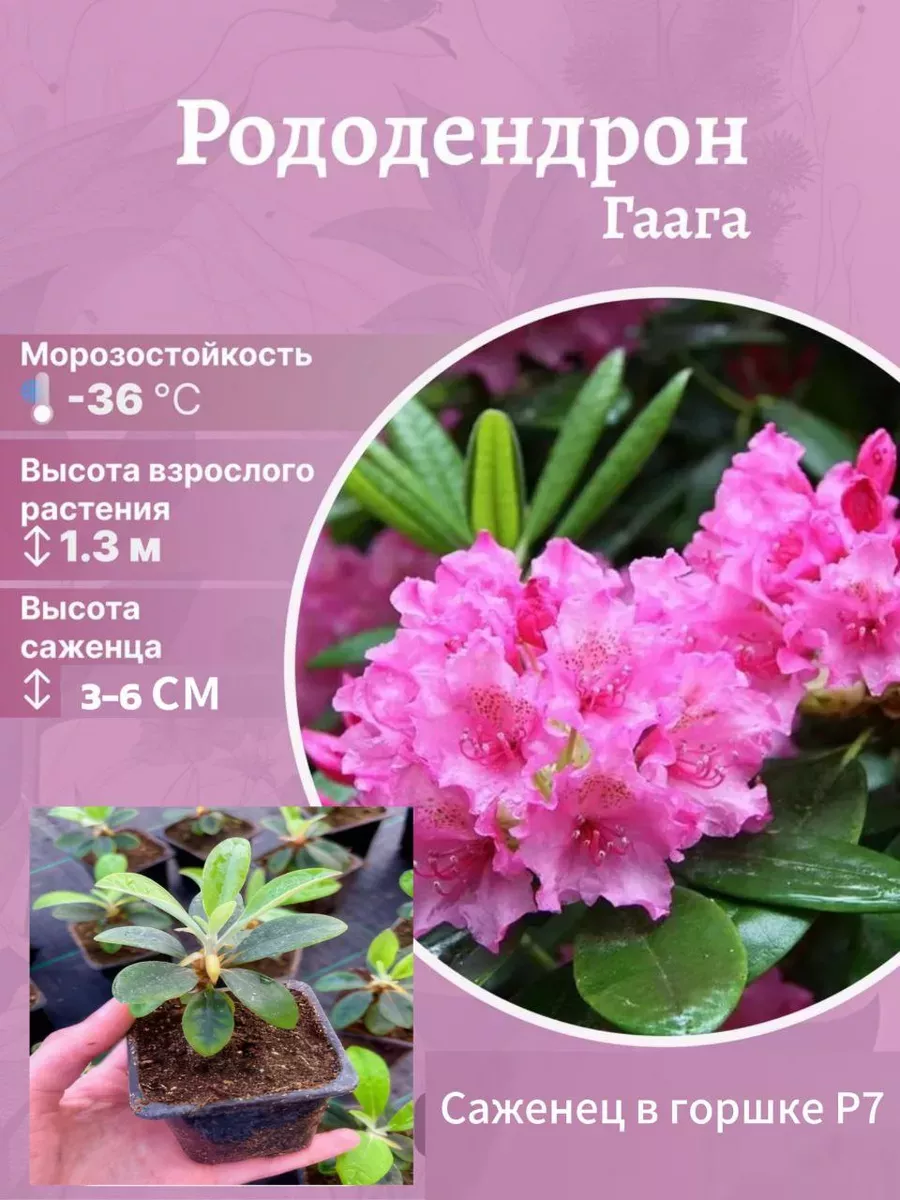 Рододендрон морозостойкий сорт Гаага