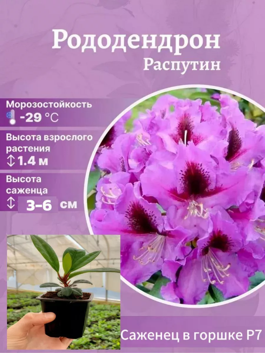 Рододендрон морозостойкий сорт Распутин