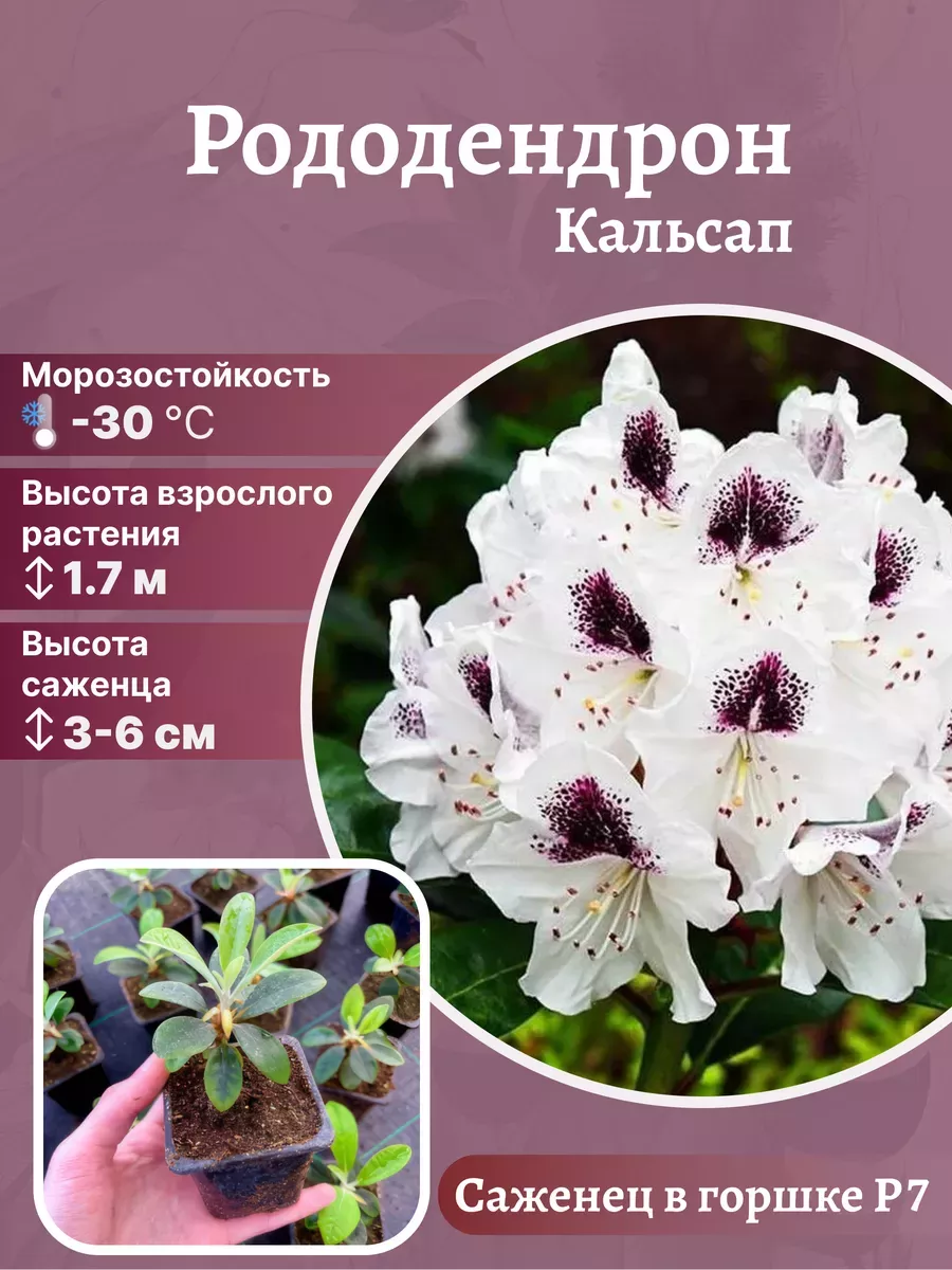 Рододендрон морозостойкий сорт Кальсап