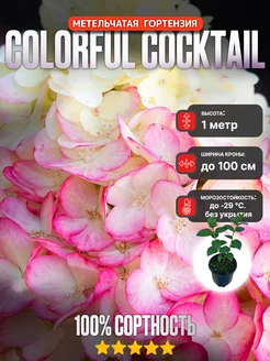 Гортензия метельчатая Colorful Cocktail 1 Год AnnBloom 234264276 купить за 475 ₽ в интернет-магазине Wildberries