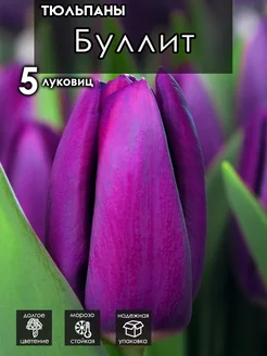 Луковицы тюльпанов на посадку крупные ранние Буллит ВРЕМЯ РАСТЕНИЙ 234367921 купить за 365 ₽ в интернет-магазине Wildberries