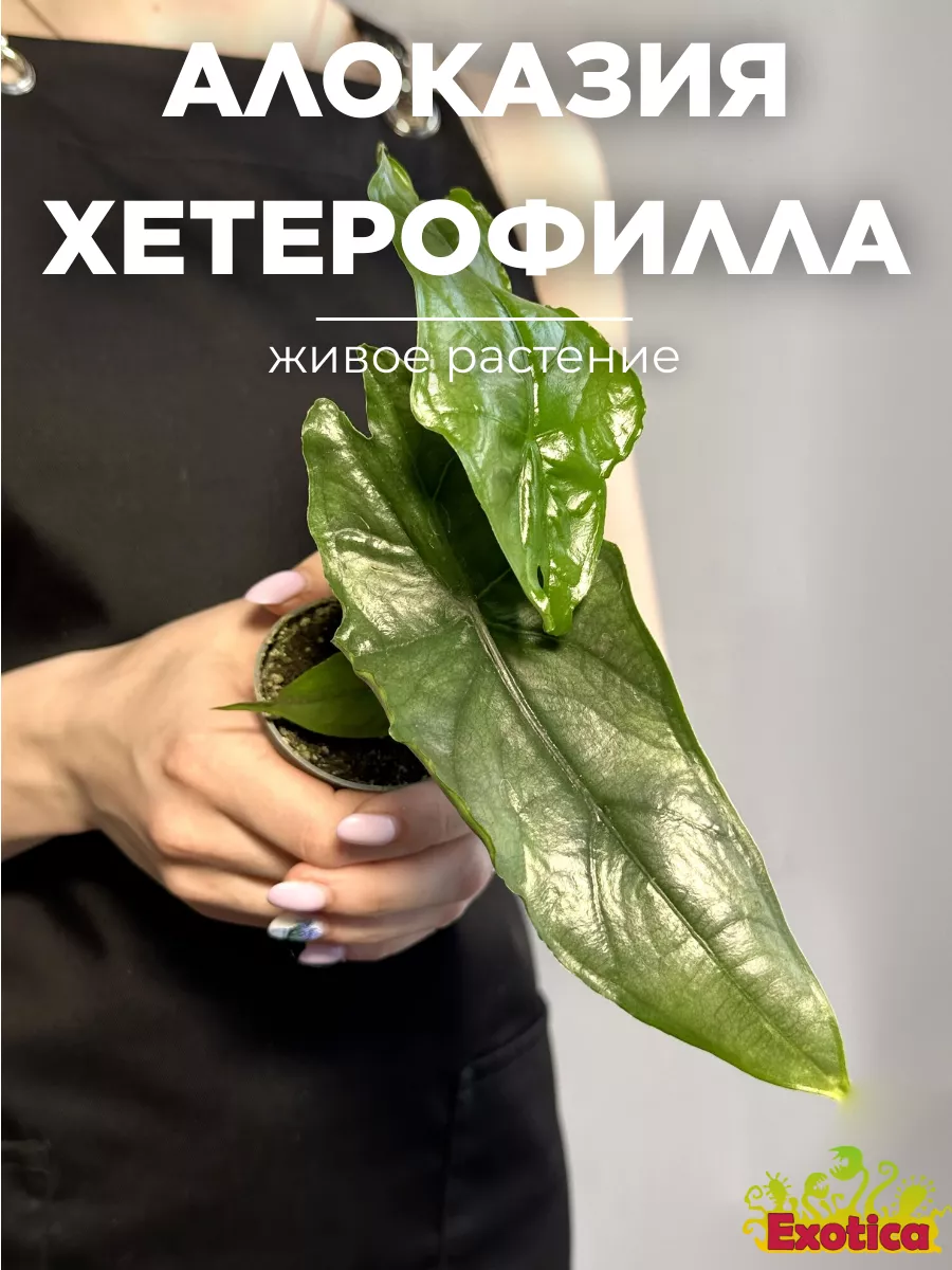 Алоказия Хетерофилла Дыхание Дракона D6см Exotica 234390524 купить за 1 470  ₽ в интернет-магазине Wildberries