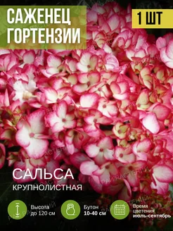 Гортензия крупнолистная Сальса Рай растений 234431928 купить за 413 ₽ в интернет-магазине Wildberries