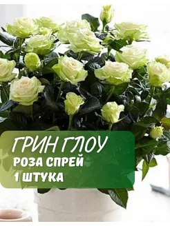 Роза спрей Грин Глоу GardenShop 234831135 купить за 556 ₽ в интернет-магазине Wildberries