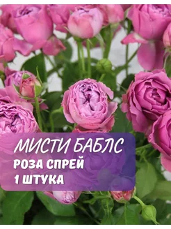 Роза спрей Мисти Баблс GardenShop 234831137 купить за 556 ₽ в интернет-магазине Wildberries