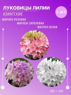 Сет Лилий азиатские, многолетние луковичные цветы, 3 шт