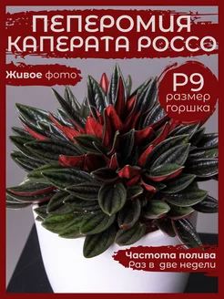 Пеперомия Каперата Россо живое комнатное растение Д9 Сад Натали 235070190 купить за 680 ₽ в интернет-магазине Wildberries