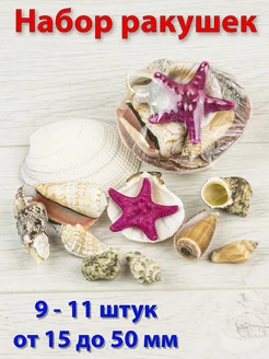 Морские ракушки cлучайные ракушки до 11 штук Platforma-art 235190252 купить за 301 ₽ в интернет-магазине Wildberries