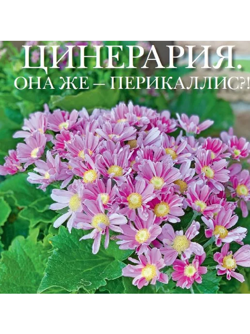 Домашние цветы журнал. Комнатные растения. №6 24. Цинерария, вариант, фото 3