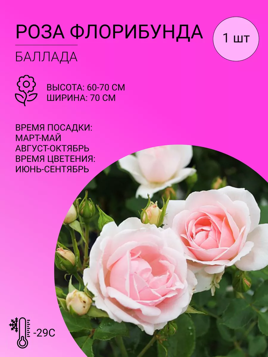 Флорибунда баллада фото. Описание розы баллада. Описание розы баллада. Описание розы баллада. Описание розы баллада.