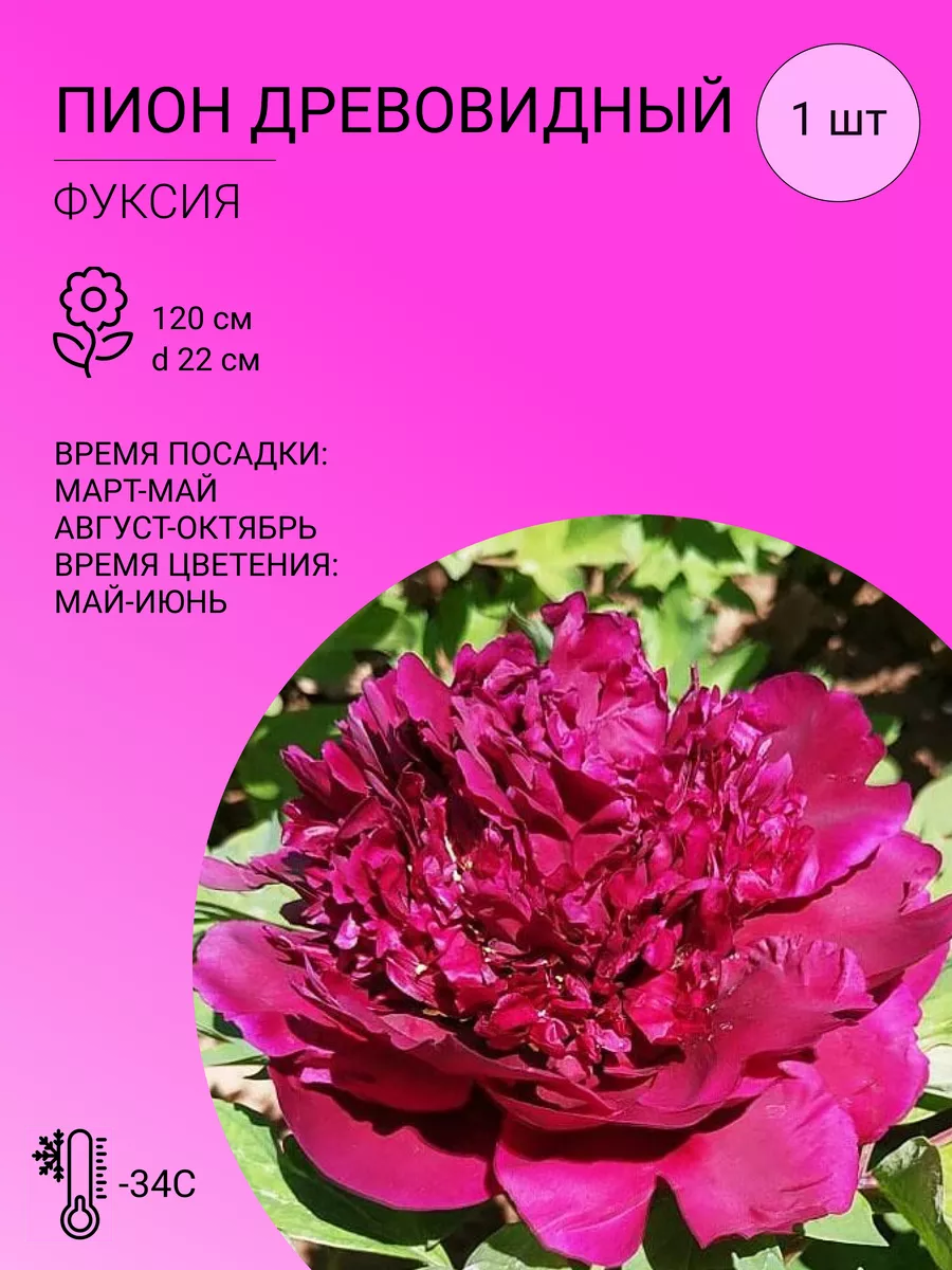 Пион древовидный Фуксия,...