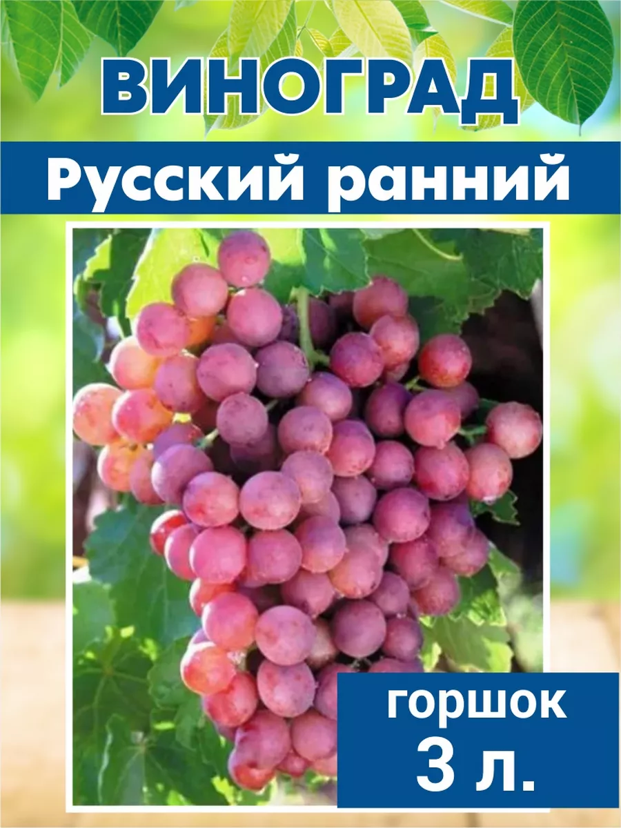 Виноград конфетка. Виноград русский ранний. Виноград конфетка. Виноград алешечкин описание сорта. Виноград конфетка.