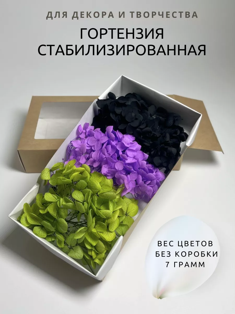 Сухоцвет для декора и творчества стабилизированная гортензия