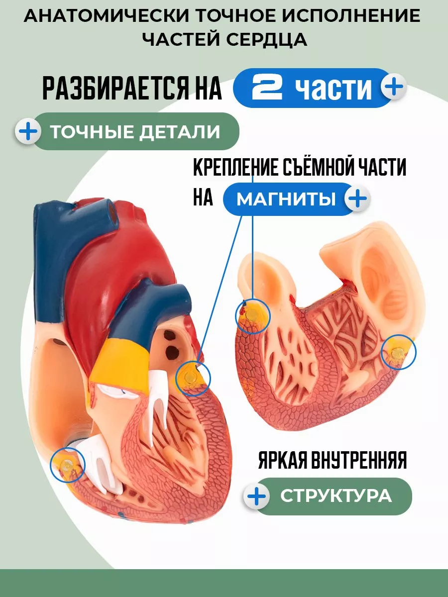 Макет сердца человека разборная
