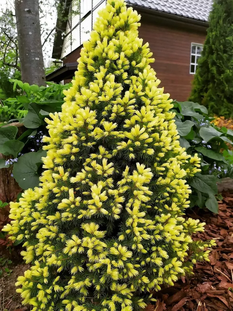 Ель канадская дейзи уайт. Ель канадская коника майголд. Дейзи уайт фото. Ель сизая/канадская daisy's white. Ель канадская дейзи вайт (р9).