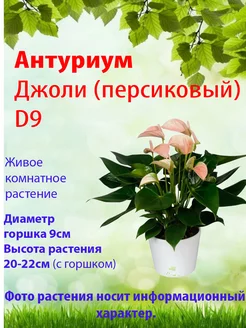 Антуриум Джоли, персиковый, D9 Цветы в доме 235704675 купить за 2 083 ₽ в интернет-магазине Wildberries