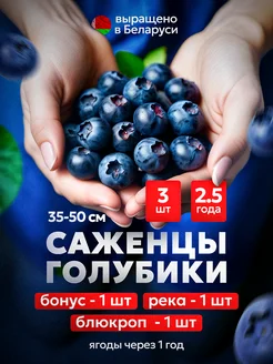 Саженцы голубики Блюкроп, Бонус, Река 2,5 года, 3шт