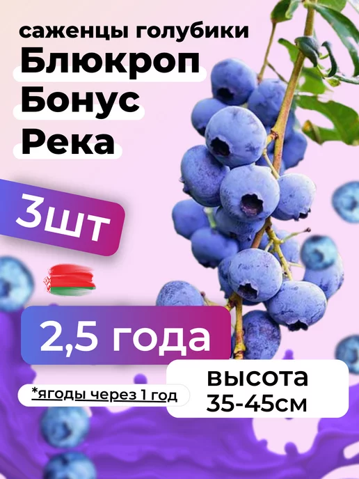 саженцы голубики садовой Саженцы голубики Блюкроп, Бонус, Река 2,5 года, 3шт