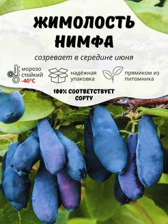 Саженцы Жимолость Нимфа ОНЛАЙН САД 235785186 купить за 411 ₽ в интернет-магазине Wildberries