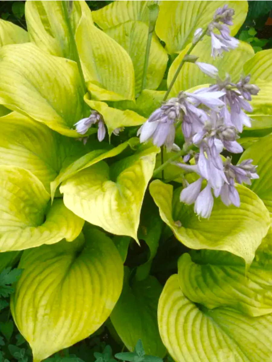 Хоста сэм и сабстенс. Хоста sum and substance. Хоста сан субстанс. Хоста hosta sum & substance. Хоста гибридная sum and substance.