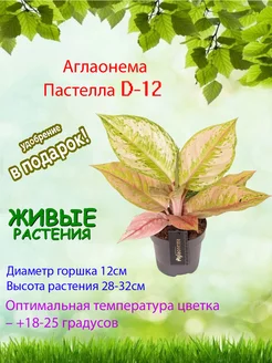 Аглаонема Пастелла (Aglaonema 